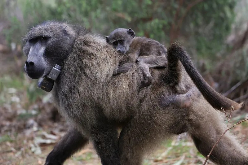 Cape Town Plan To Permanently Enclose About 60 Chacma Baboons Sparks Outcry