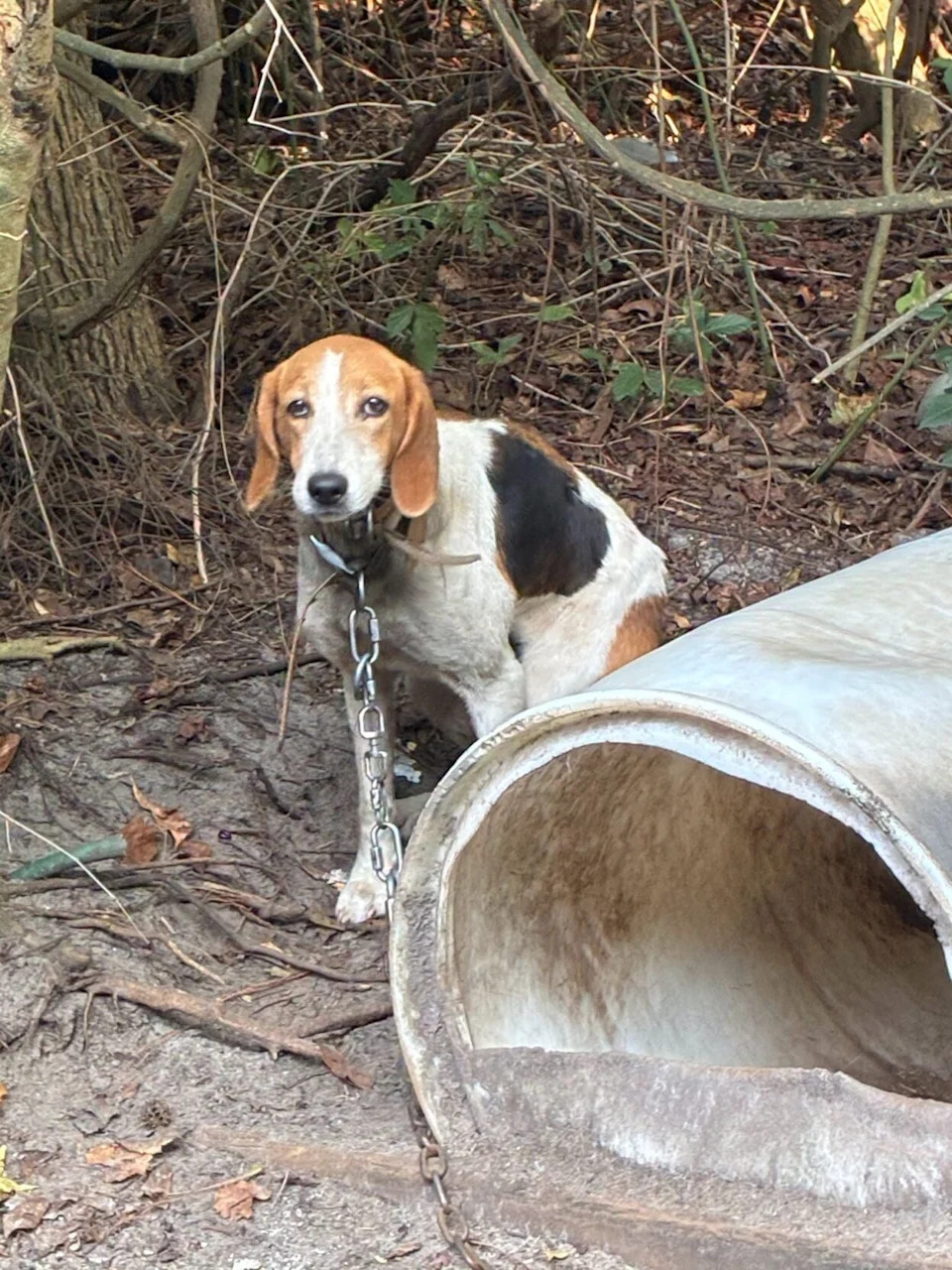Fourth Arrest in Horry County Dogfighting Probe — 58 Dogs Seized, Suspect Faces 25 Cruelty Counts