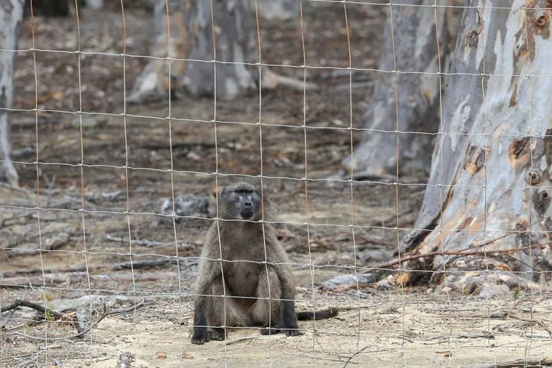 Otkrivena nova vrsta mačke u Boliviji: Tilcayo (Leopardus tilcayo) — prvo otkriće žive vrste mačaka posle više od 100 godina