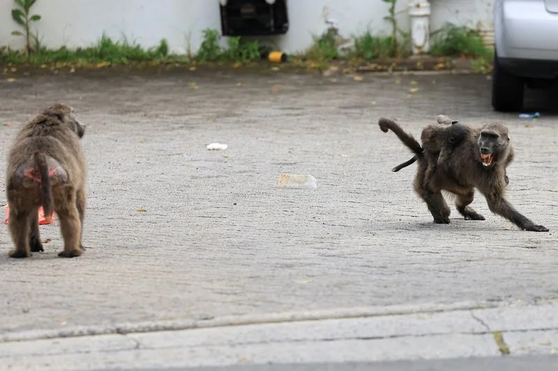 Otkrivena nova vrsta mačke u Boliviji: Tilcayo (Leopardus tilcayo) — prvo otkriće žive vrste mačaka posle više od 100 godina