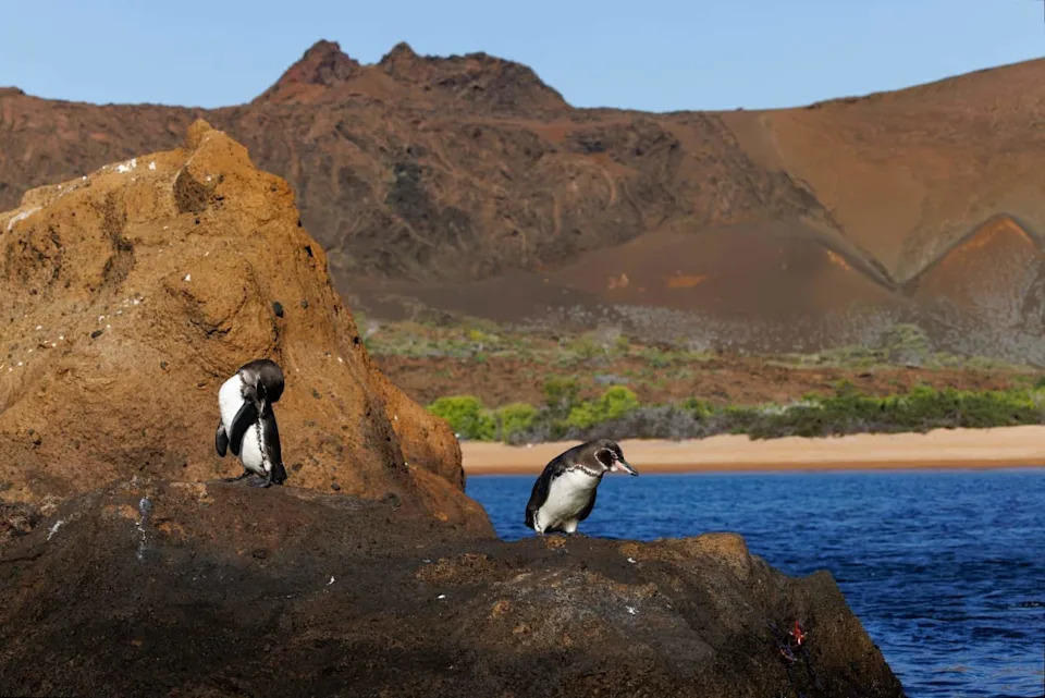 El Niño Returns — Threatening Galápagos Wildlife After 1998’s 70% Penguin Die-Off