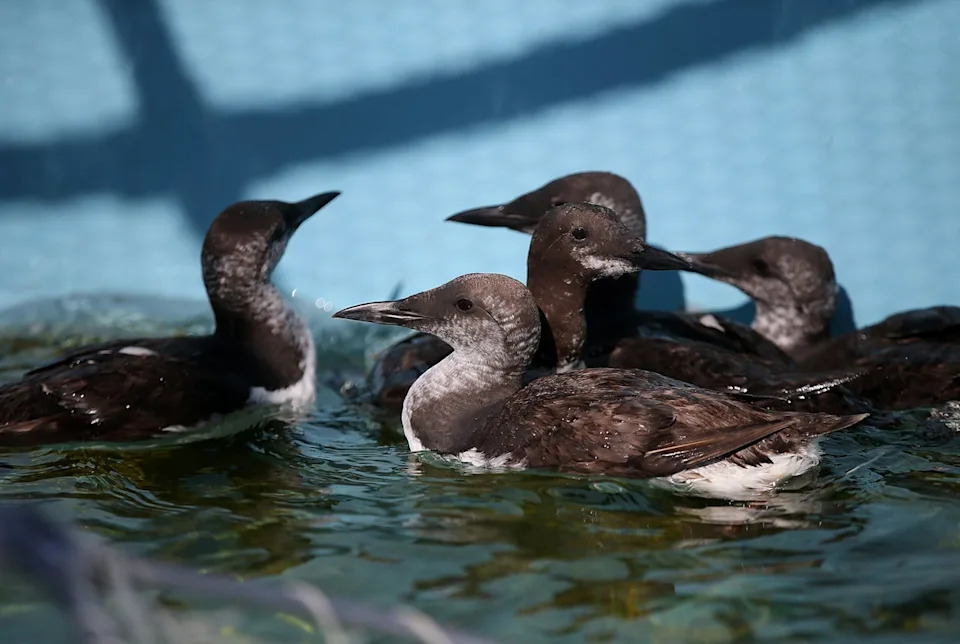 Alarm u Kaliforniji: Common Murre (Uria aalge) Masovno Ugibaju Zbog Nedostatka Hrane