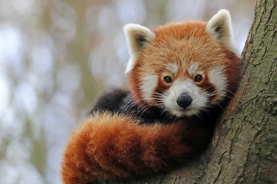 Bambus‑pande Ostaju Bez Domova: Hitna Borba Za Spas Crvenih Panda