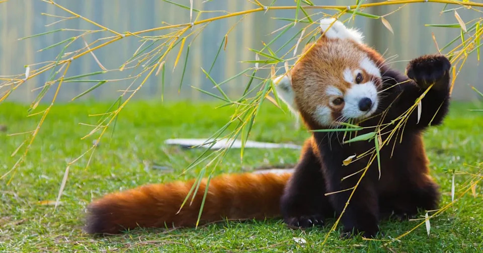 Bambus‑pande Ostaju Bez Domova: Hitna Borba Za Spas Crvenih Panda