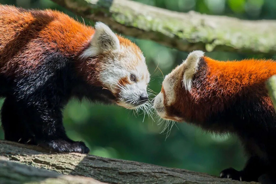 Bambus‑pande Ostaju Bez Domova: Hitna Borba Za Spas Crvenih Panda