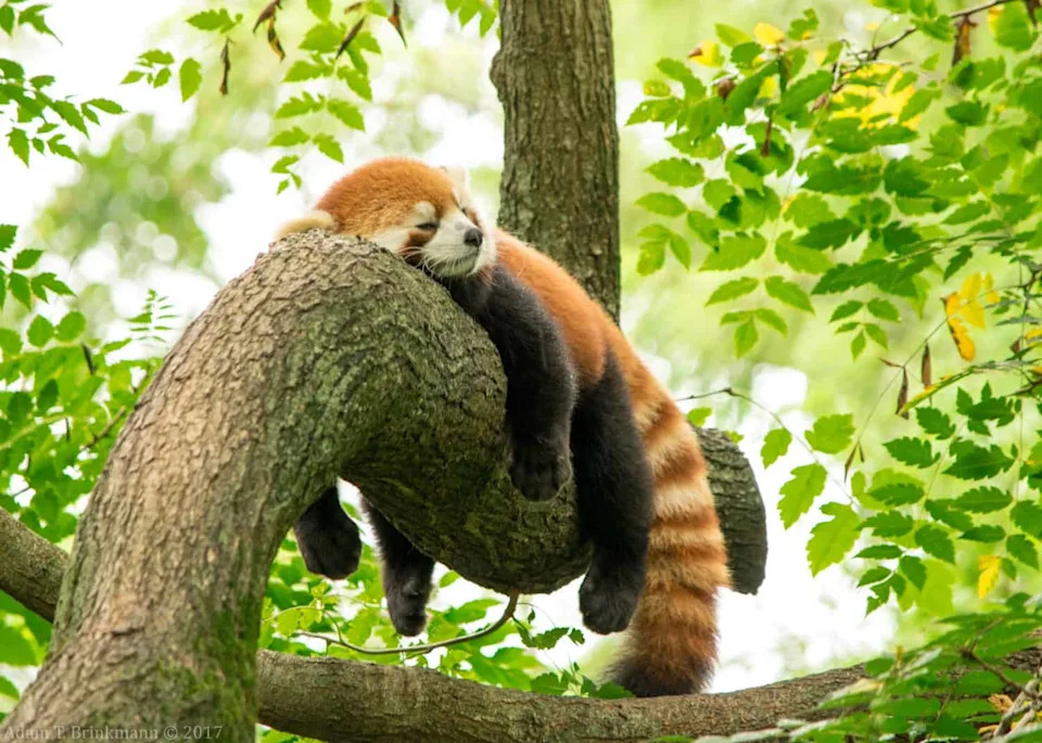 Bambus‑pande Ostaju Bez Domova: Hitna Borba Za Spas Crvenih Panda