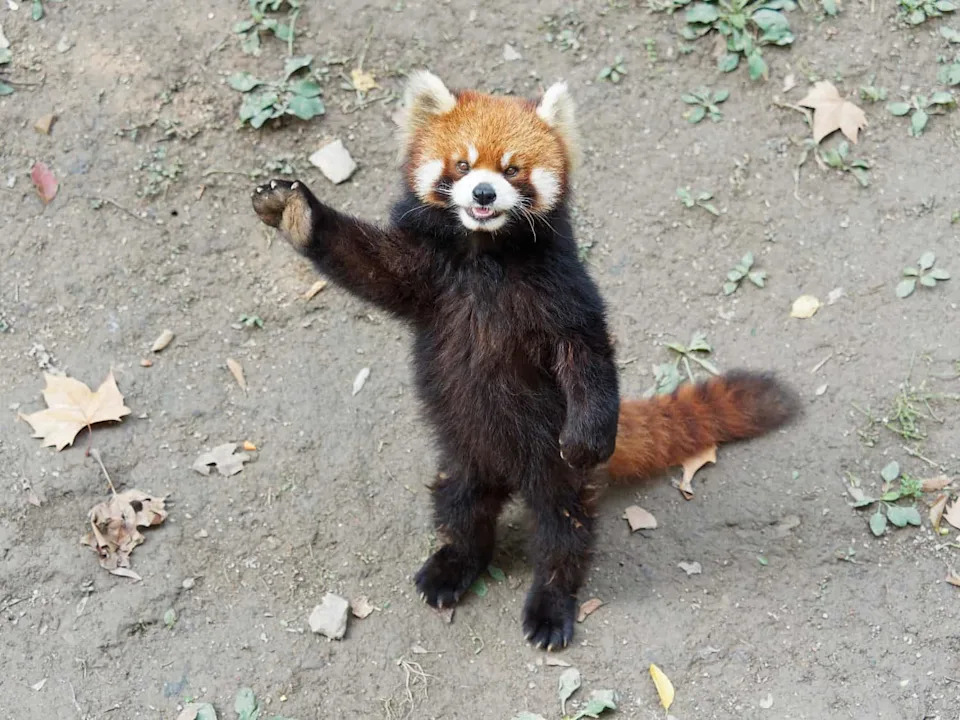 Bambus‑pande Ostaju Bez Domova: Hitna Borba Za Spas Crvenih Panda