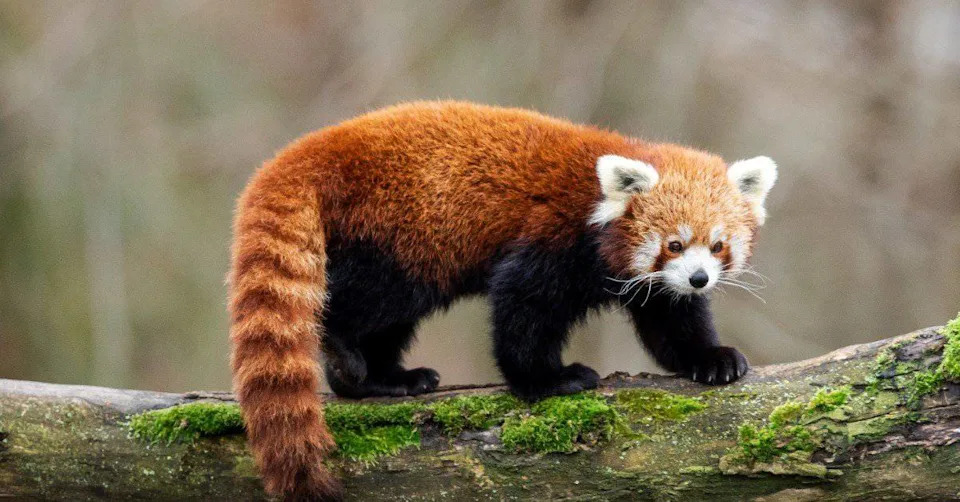 Bambus‑pande Ostaju Bez Domova: Hitna Borba Za Spas Crvenih Panda