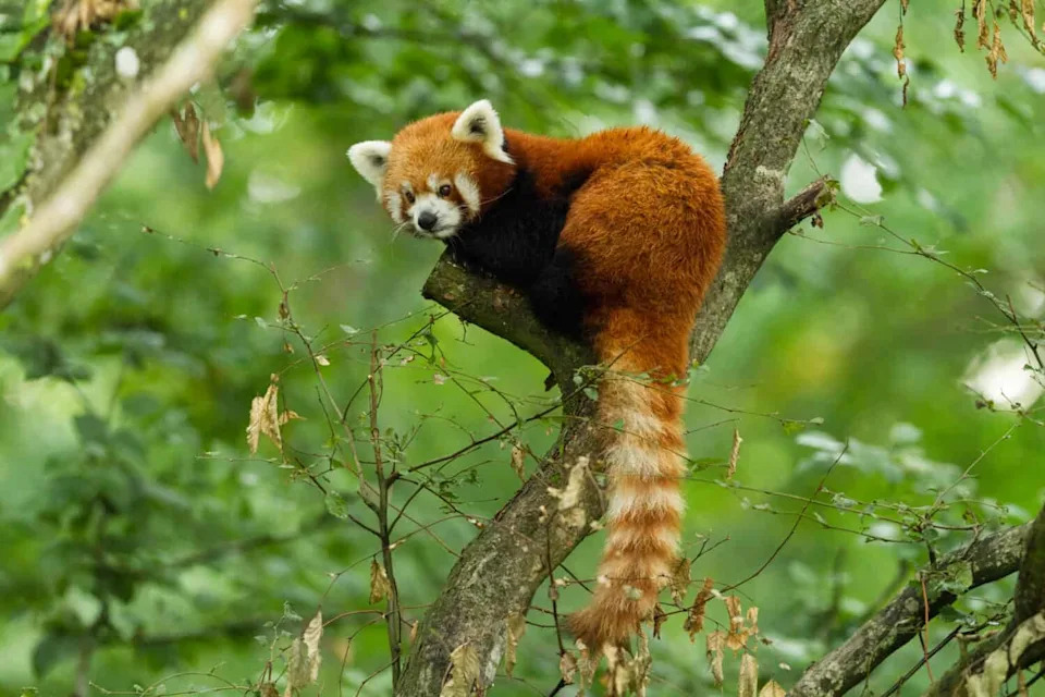 Bambus‑pande Ostaju Bez Domova: Hitna Borba Za Spas Crvenih Panda