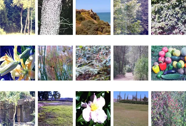 Why Our Visual World Boils Down to Red, Yellow, Green and Blue — A New Explanation from Natural Color Statistics