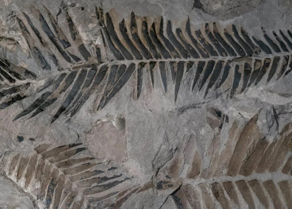 Fern-Like Fossil in Norwegian Sheep Field Turns Out to Be a 560-Million-Year-Old Animal