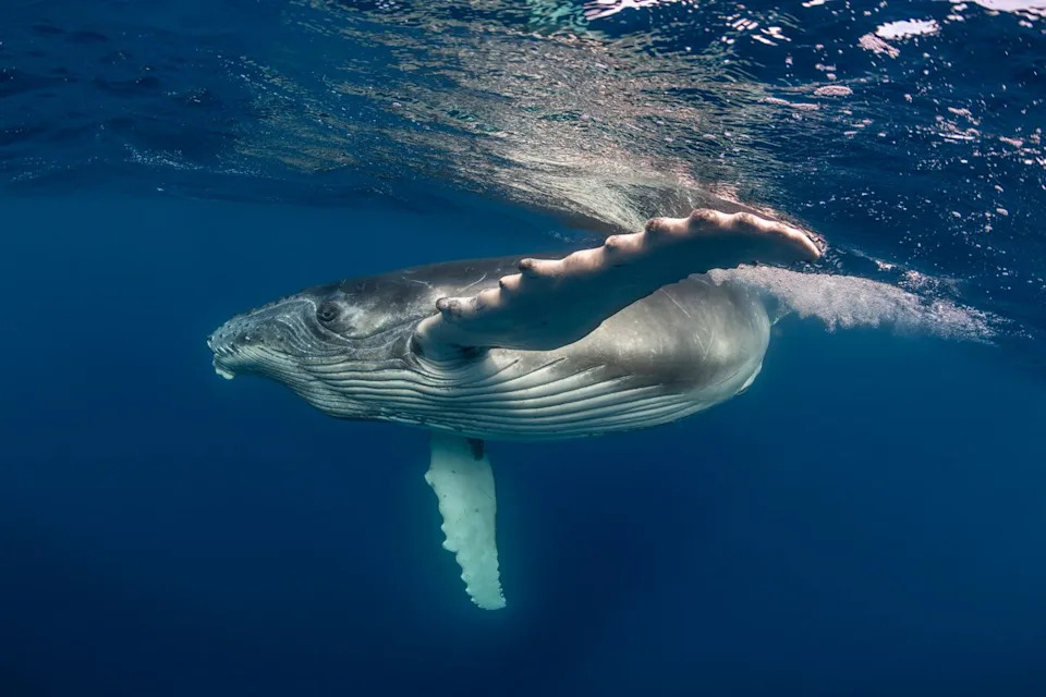 Rare Footage Shows Humpback Mother Appearing To Grieve Stillborn Calf Off Australia’s Gold Coast
