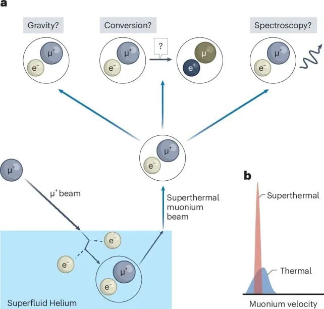 Muonium Beam Aims at Einstein: New Antimatter Test of the Equivalence Principle