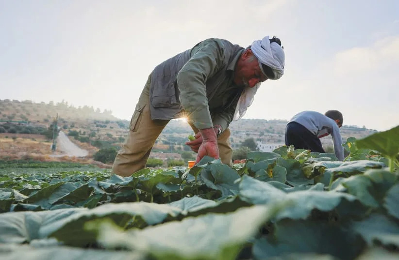B'Tselem's 'Elimination Project' Alleges Systematic Erosion Of Palestinian Life In West Bank; Israel Calls Claims Baseless