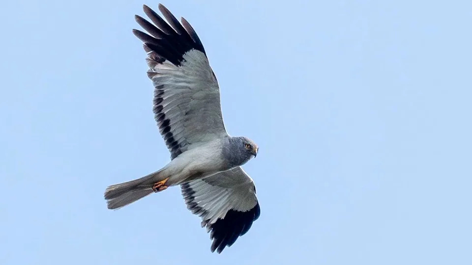 Record Year: 13 Hen Harrier Chicks Fledge at RSPB Geltsdale Reserve