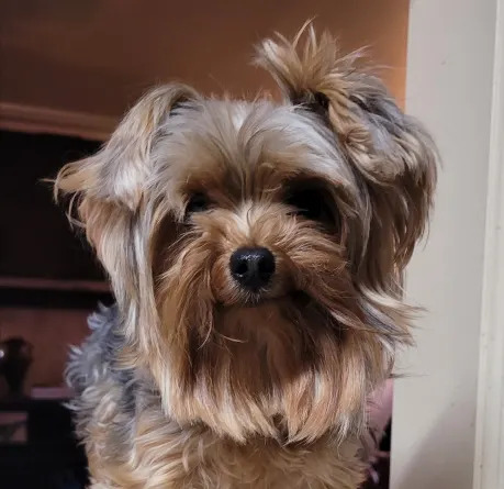 Utah Couple Says Vet Gave Yorkie Euthanasia Drug Instead of Allergy Shot, Dog Dies