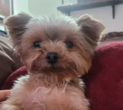 Utah Couple Says Vet Gave Yorkie Euthanasia Drug Instead of Allergy Shot, Dog Dies