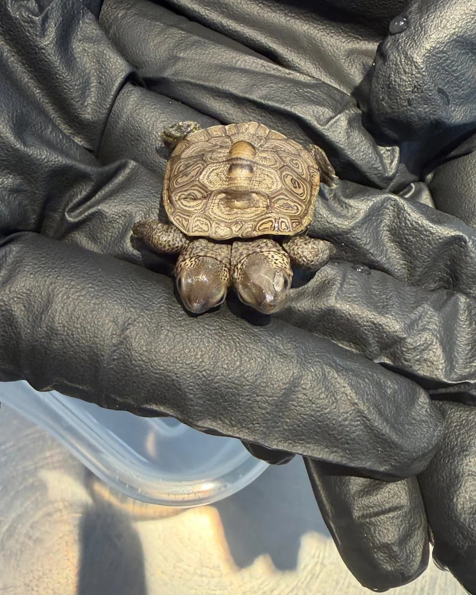 Rare Two-Headed Diamondback Terrapin Hatchling Found on Cape Cod — Vets Keep Close Watch