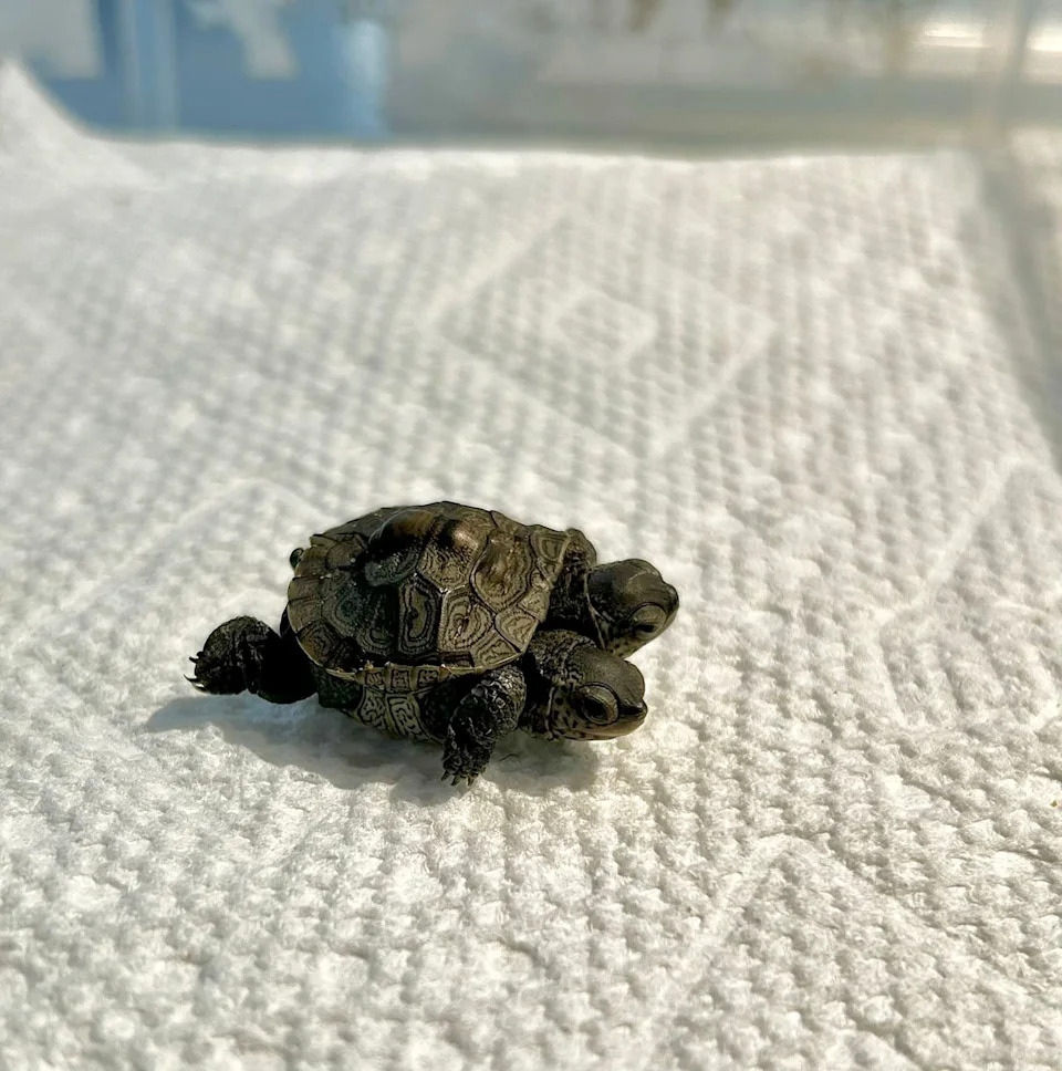 Rare Two-Headed Diamondback Terrapin Hatchling Found on Cape Cod — Vets Keep Close Watch