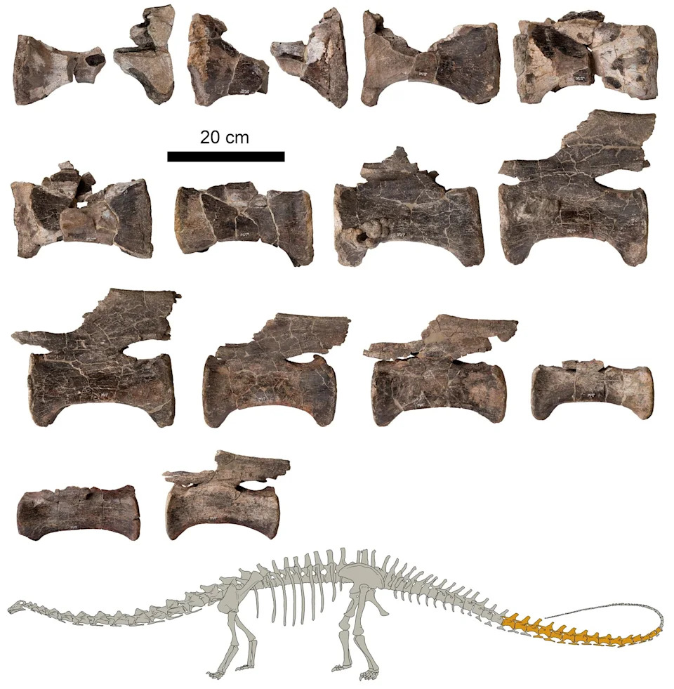 First Confirmed Diplodocus Fossil Found in Europe — 150-Million-Year-Old Specimen Unearthed in Spain