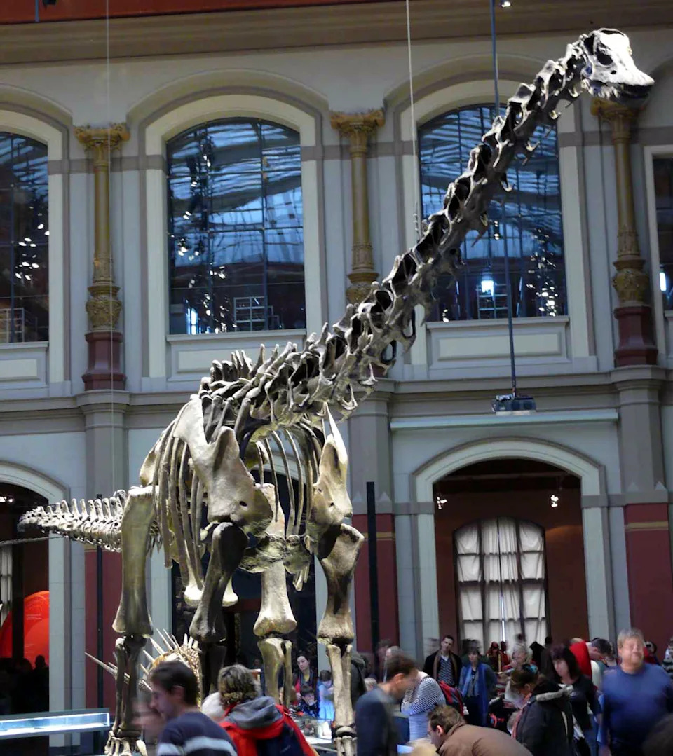 First Confirmed Diplodocus Fossil Found in Europe — 150-Million-Year-Old Specimen Unearthed in Spain