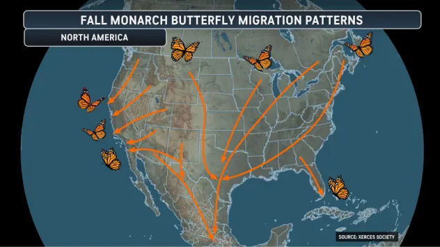 Monarchs on the Move: When and Where the Great Southbound Migration Will Pass Your Area