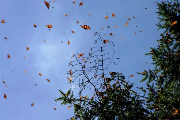 Monarchs on the Move: When and Where the Great Southbound Migration Will Pass Your Area