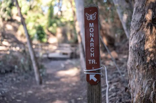 Monarchs on the Move: When and Where the Great Southbound Migration Will Pass Your Area