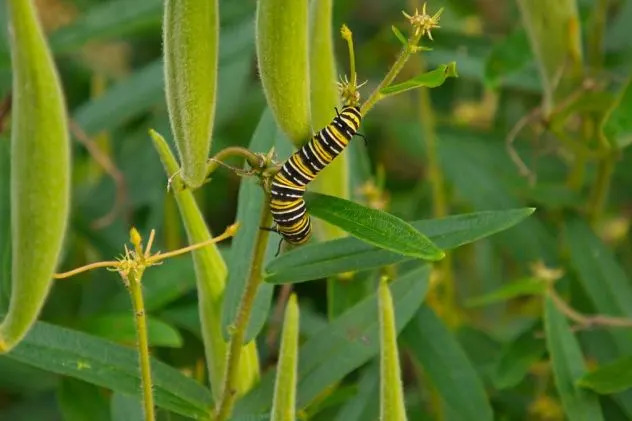 Monarchs on the Move: When and Where the Great Southbound Migration Will Pass Your Area
