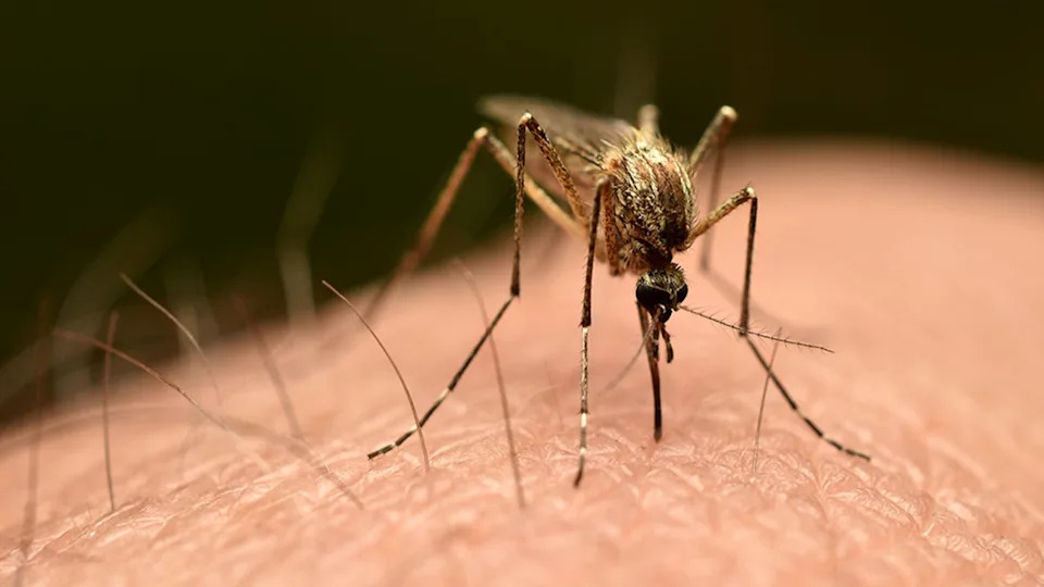 Three Dead in Frankfurt After Infected Mosquito From Flight Sparks Rare 'Airport Malaria' Cluster