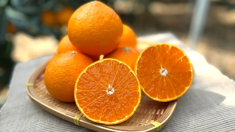 Asia’s Fruit Wars: How Seed Smuggling and IP Theft Threaten Farmers and Food Security
