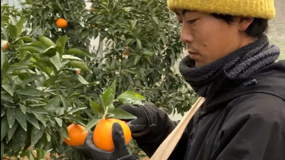 Asia’s Fruit Wars: How Seed Smuggling and IP Theft Threaten Farmers and Food Security