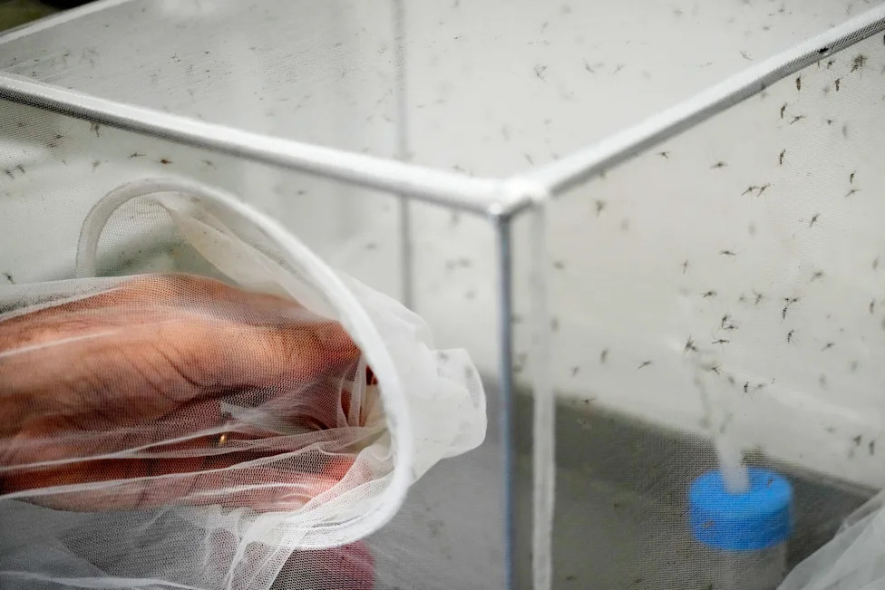Italy Sees West Nile Spread As Longer, Warmer Seasons Fuel Mosquito Surge