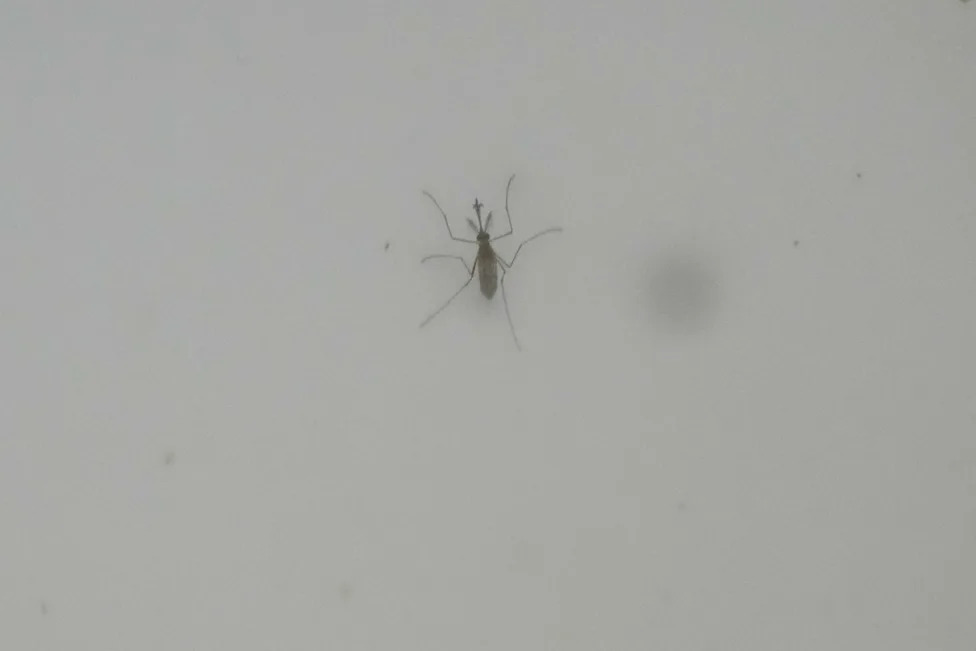 Italy Sees West Nile Spread As Longer, Warmer Seasons Fuel Mosquito Surge