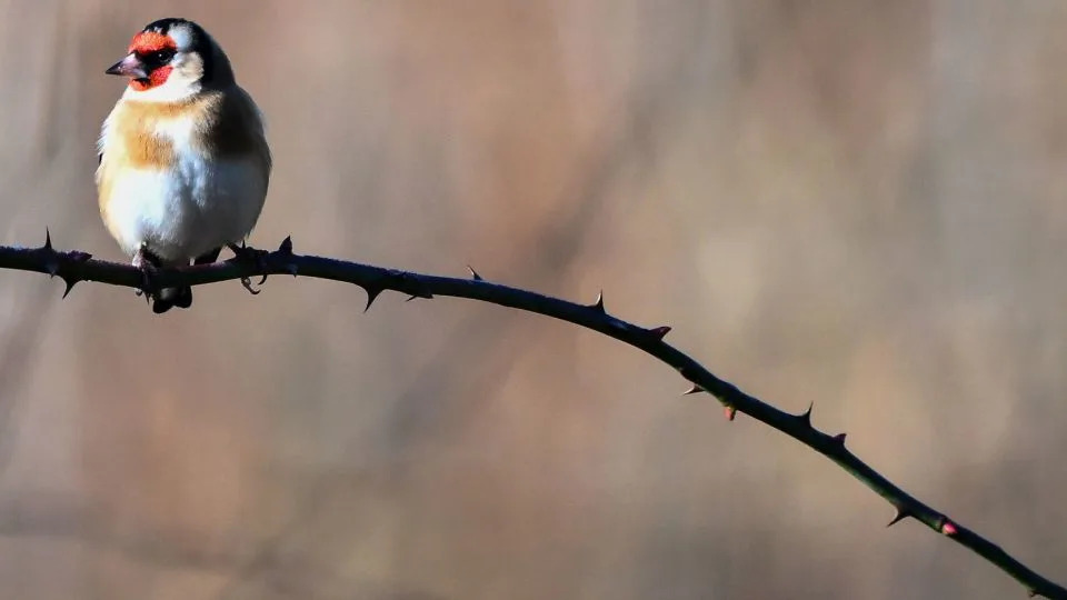 Why Some Birdsong Sounds So Pleasant to Humans — New Study Reveals Acoustic Clues