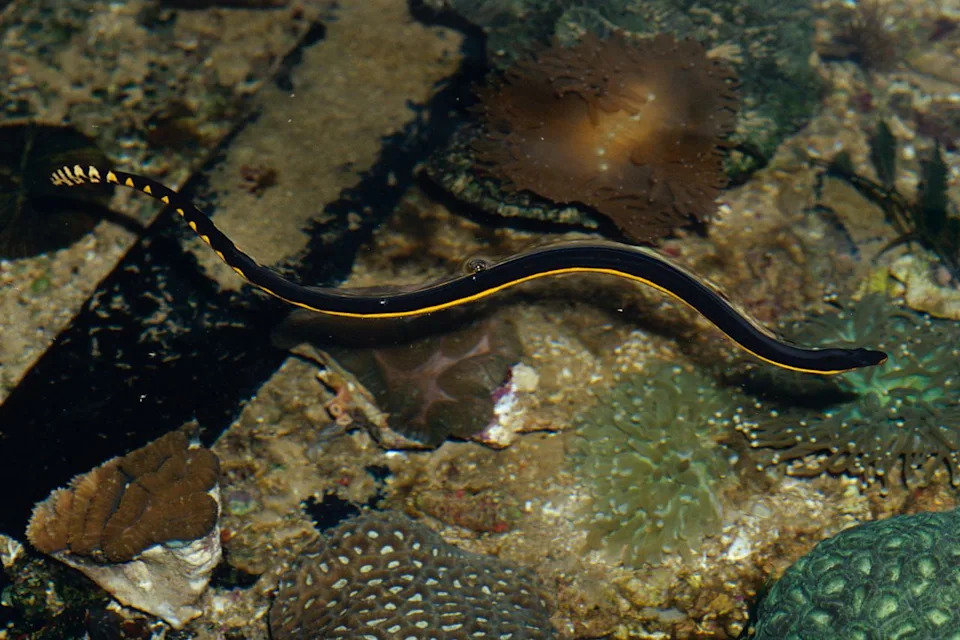 Rare, Highly Venomous Yellow-Bellied Sea Snake Washes Ashore at Crystal Cove and Is Returned to Sea