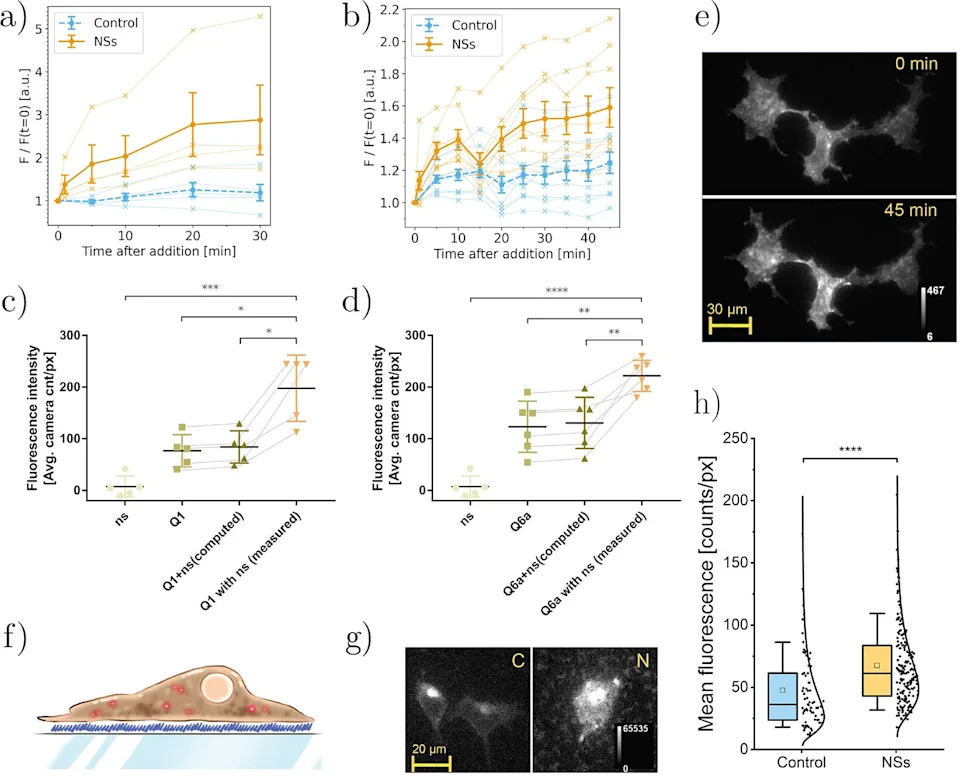 Gold Nanostars Boost Brightness and Speed of QuasAr Voltage Sensors in Living Cells
