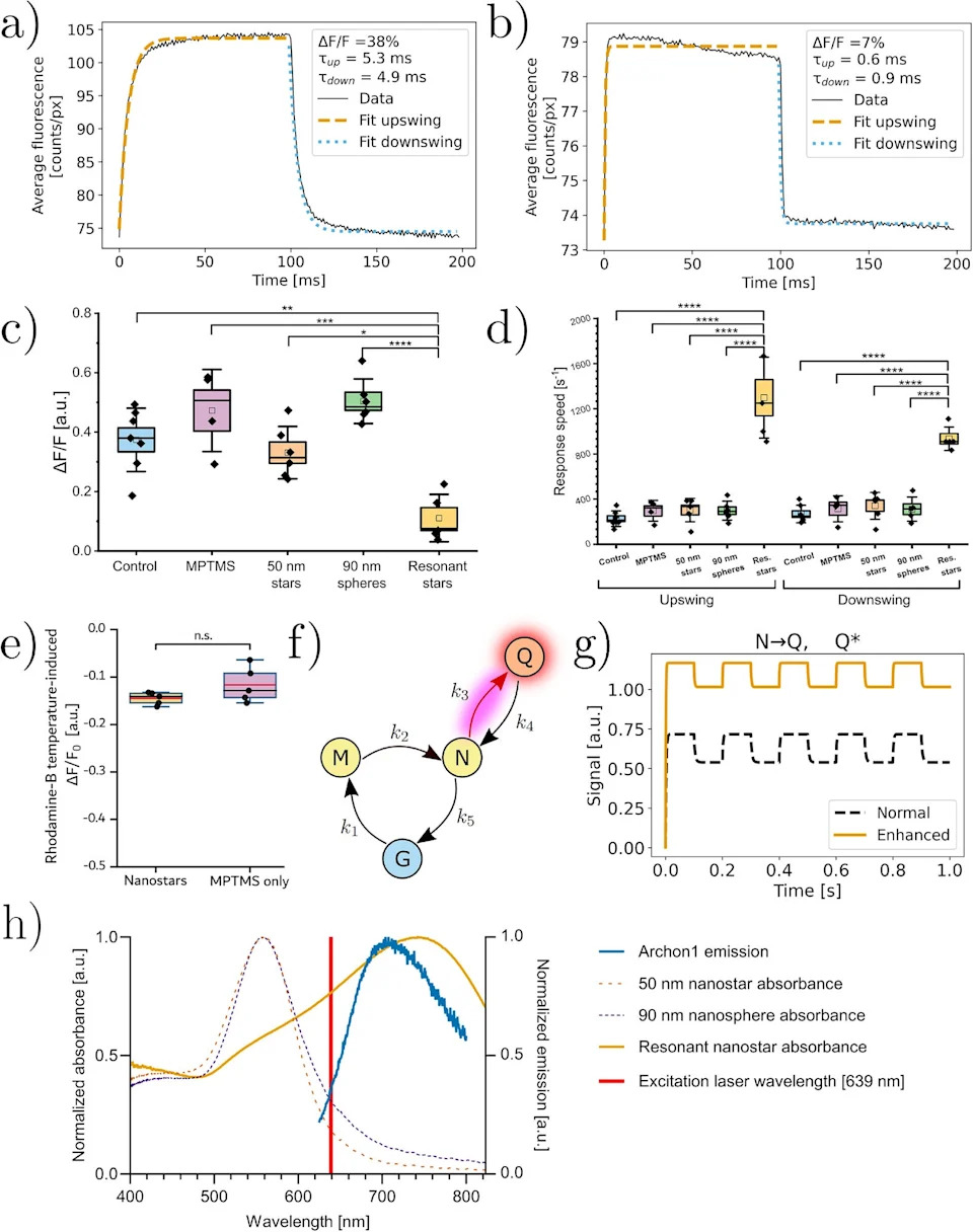Gold Nanostars Boost Brightness and Speed of QuasAr Voltage Sensors in Living Cells
