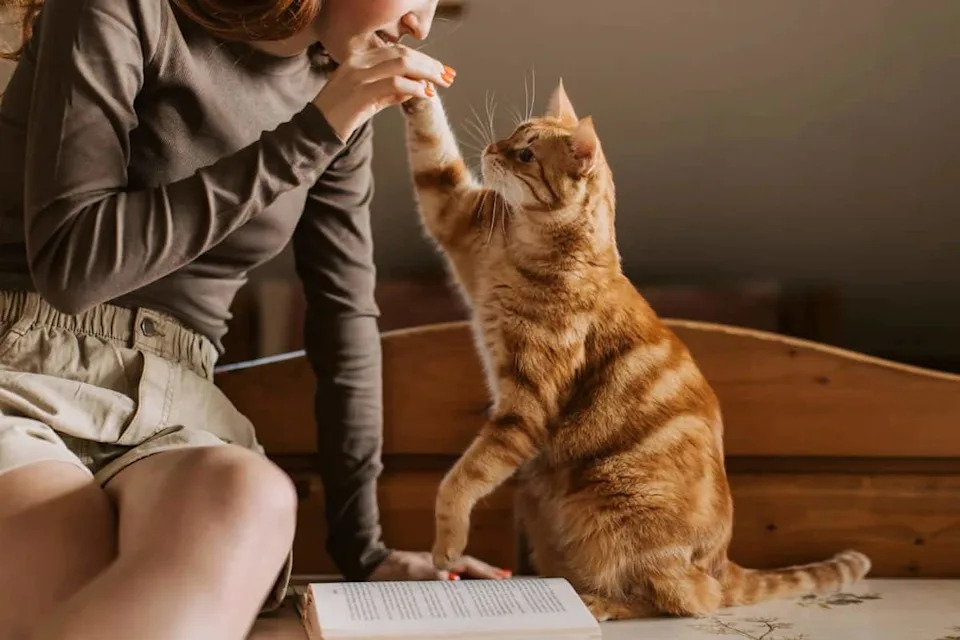 Your Cat Knows Who You Are — New Study Shows Cats Link Names to Faces