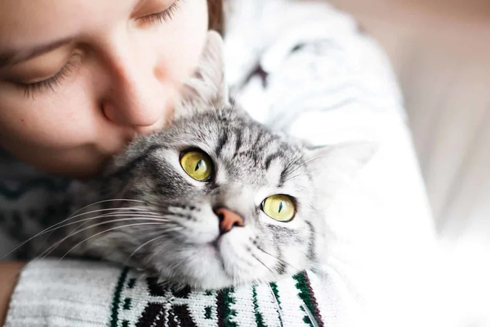 Your Cat Knows Who You Are — New Study Shows Cats Link Names to Faces