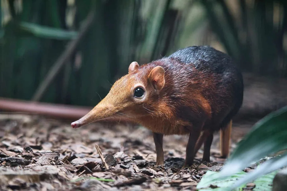 Tiny Shrews Remodel Their Skulls Each Winter — The Incredible Dehnel’s Phenomenon