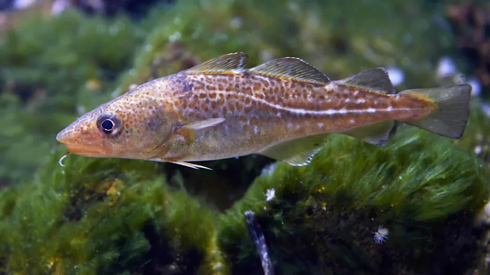 Europe’s Cod Are Shrinking — Fishing Has Driven Genetic Change in Baltic Stocks