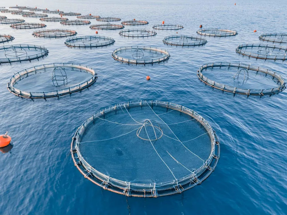 Europe’s Cod Are Shrinking — Fishing Has Driven Genetic Change in Baltic Stocks