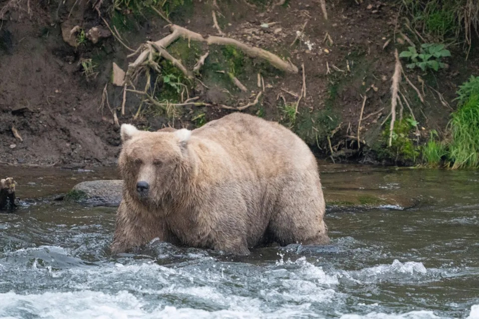 Fat Bear Week 2026: Who Will Take Katmai’s Crown? Meet the Top Contenders