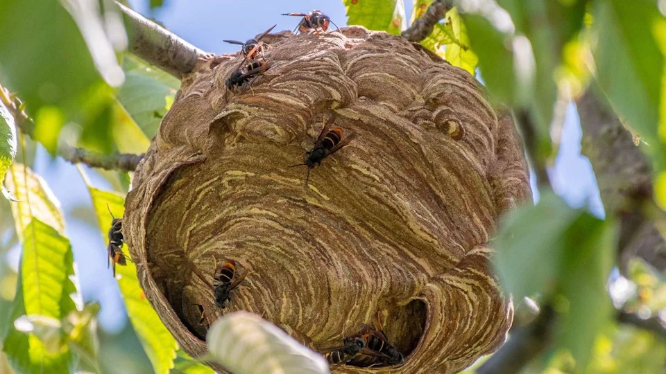 First Somerset Asian Hornet Sighting Prompts Urgent Call to Report Sightings Across the South West