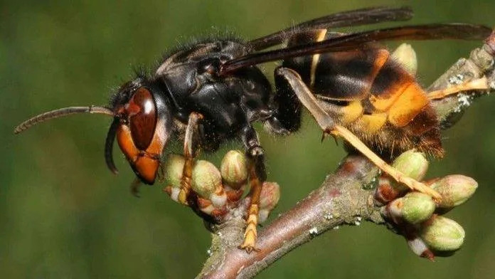 First Somerset Asian Hornet Sighting Prompts Urgent Call to Report Sightings Across the South West