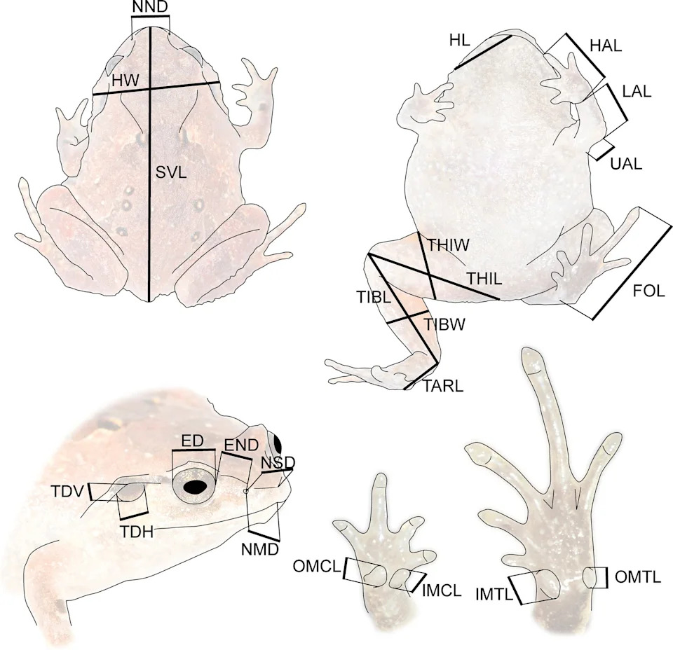 Seven New 'Diamond' Frogs (Rhombophryne) Reveal Madagascar’s Hidden Biodiversity