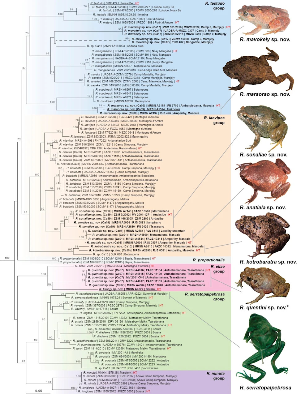 Seven New 'Diamond' Frogs (Rhombophryne) Reveal Madagascar’s Hidden Biodiversity