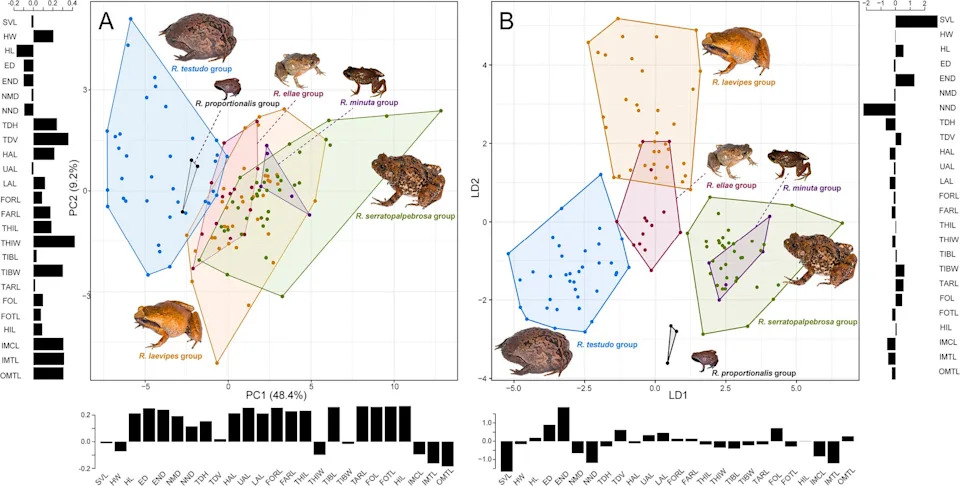Seven New 'Diamond' Frogs (Rhombophryne) Reveal Madagascar’s Hidden Biodiversity