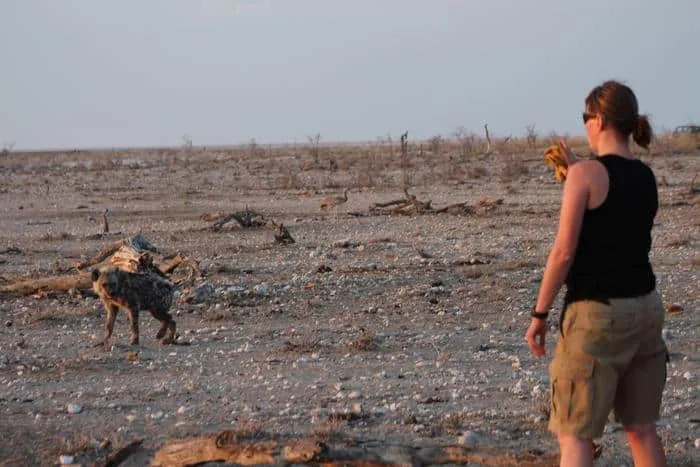 Documentaries Got It Wrong: GPS Study Shows Lions Often Track — Not Trail — Hyenas